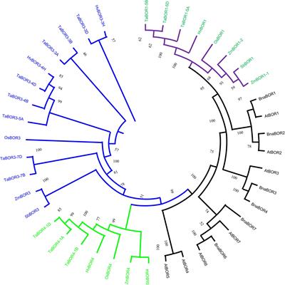 Molecular characterization of the genome-wide BOR transporter family and their responses to boron conditions in common wheat (Triticum aestivum L.)